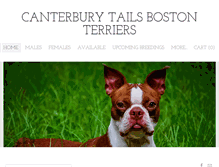 Tablet Screenshot of canterburytailsbostonterriers.com